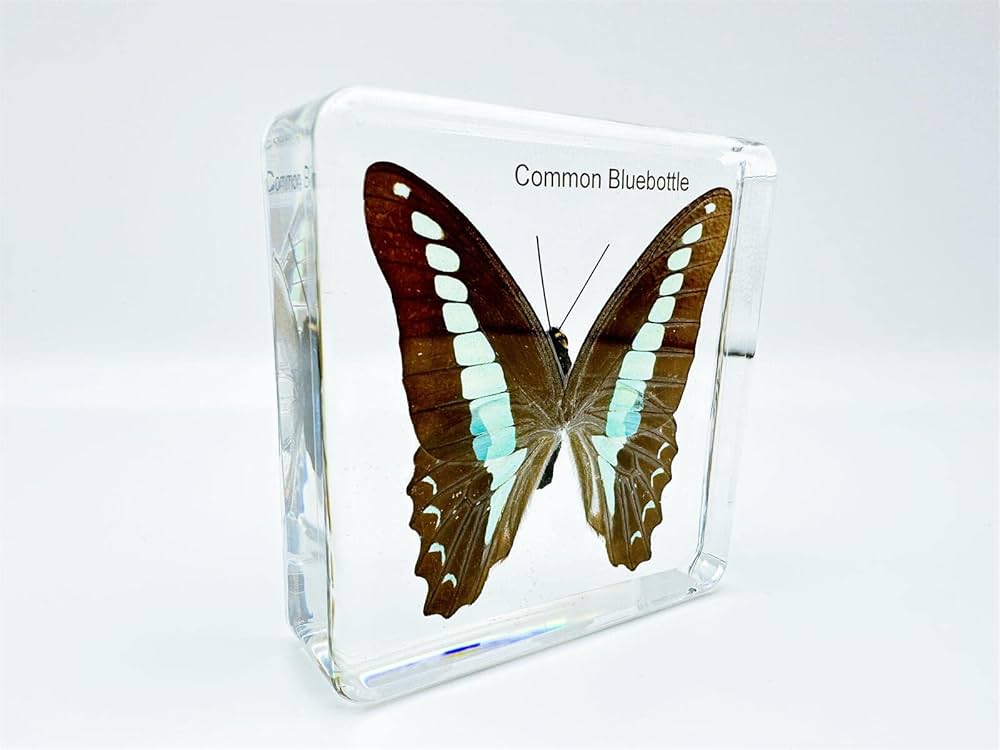 Amazon.co.jp: レジン昆虫 昆虫標本(蝶、トンボ、クリケット